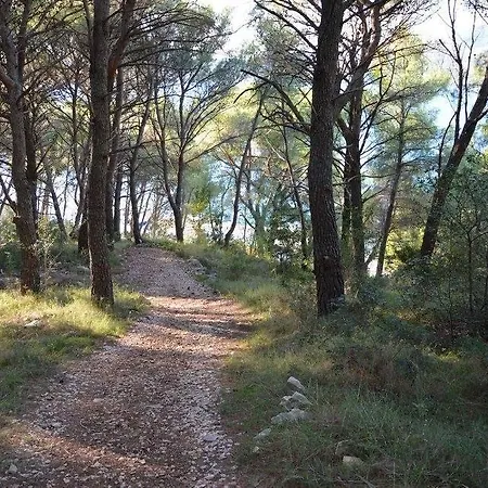 Teddy Bear * טרוגיר